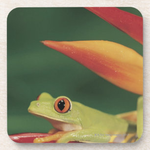 Rode oogboomkikker op bloem drankjes onderzetter