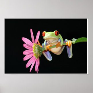 rode oogboomkikker poster