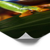 Rode oogboomkikker poster (Hoek)