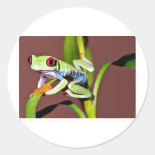 rode oogboomkikker ronde sticker