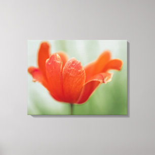 Rode Open Tulp Bloem Op Groene Natuur Fotografie Canvas Afdruk