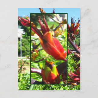 Rode Oranje bloemen van vlas Briefkaart
