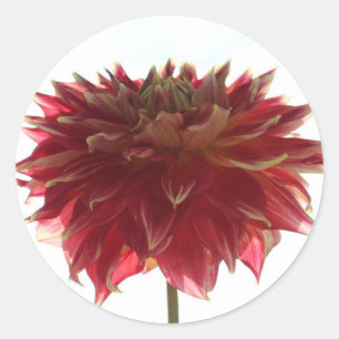 Rode, oranje en gele dahlia stickers