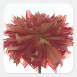 Rode, oranje en gele dahlia stickers