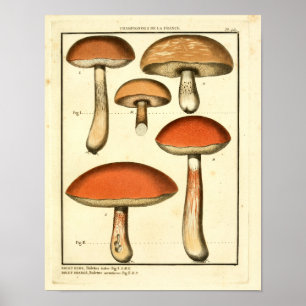  rode Oranje paddenstoelen Franse kunst afdrukken Poster