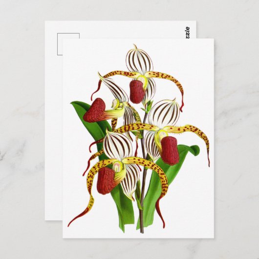 rode orchidee ventilator briefkaart (Voorkant / Achterkant)