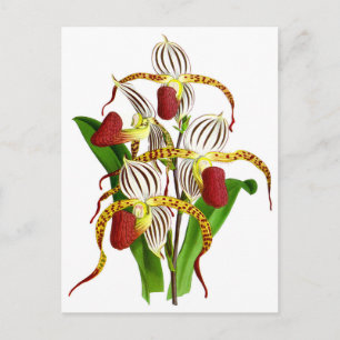  rode orchidee ventilator briefkaart