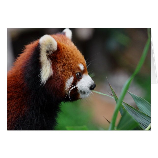 Rode panda (Voorkant Horizontaal)