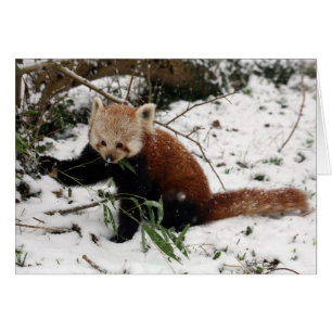 Rode panda