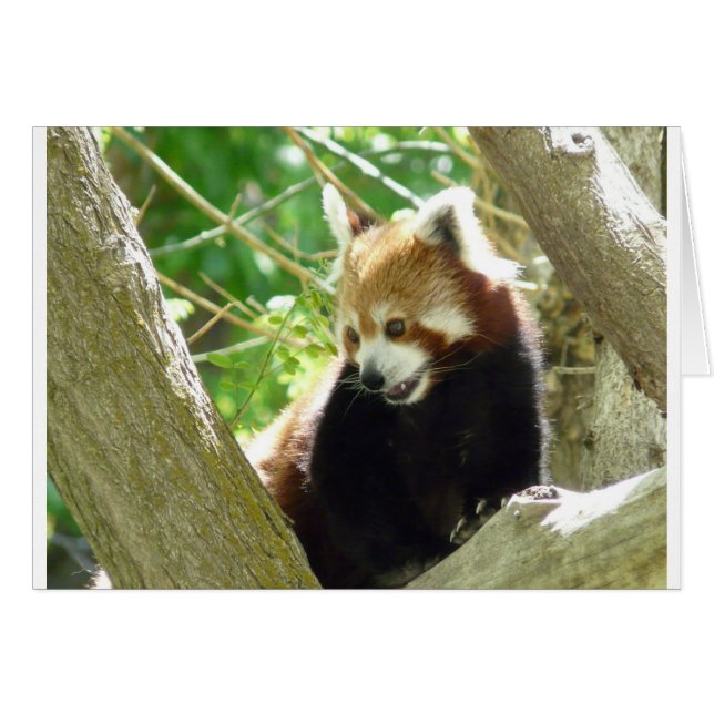 rode panda (Voorkant Horizontaal)