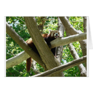 rode panda,3
