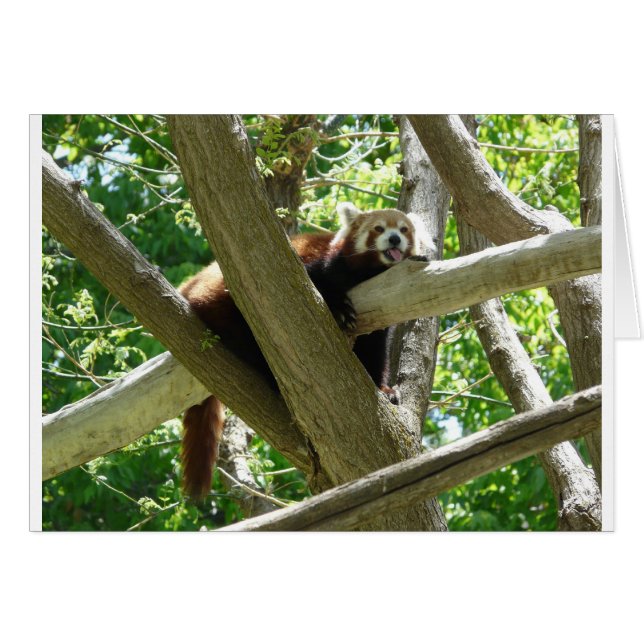 rode panda,3 (Voorkant Horizontaal)
