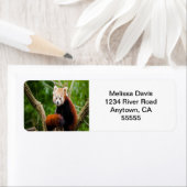 Rode Panda-Adresetiketten Etiket (Insitu)