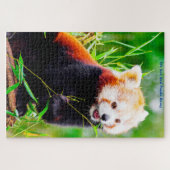 Rode Panda-beren. Legpuzzel (Horizontaal)