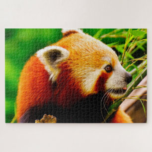 Rode Panda-Beren. Legpuzzel