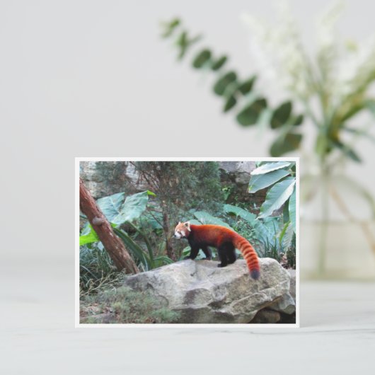 rode panda briefkaart (Staand voorkant)