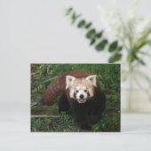 Rode panda briefkaart (Staand voorkant)