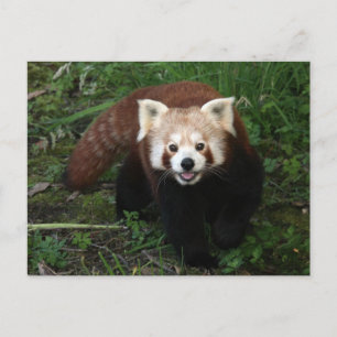 Rode panda briefkaart