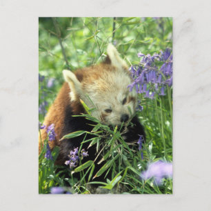 Rode panda briefkaart