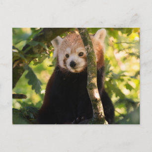 Rode panda briefkaart