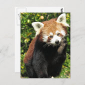 Rode panda briefkaart (Voorkant / Achterkant)