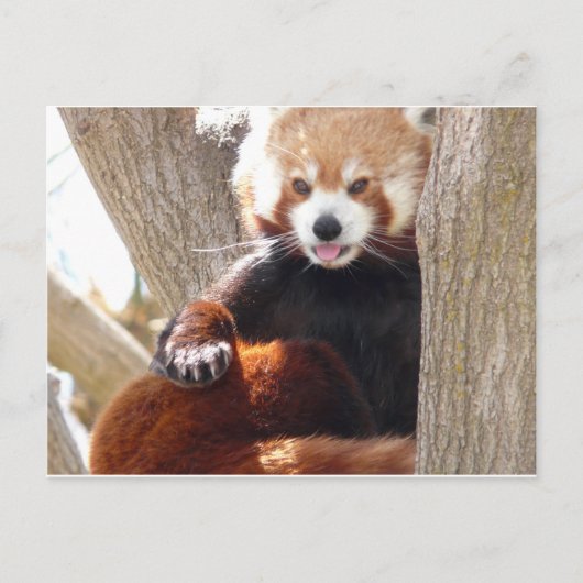 rode panda briefkaart (Voorkant)