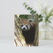 Rode panda briefkaart (Staand voorkant)