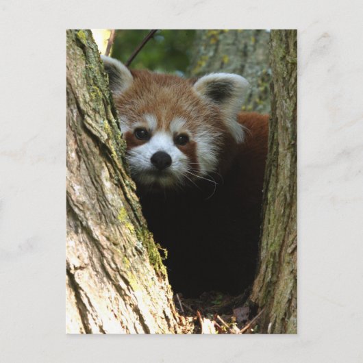 Rode panda briefkaart (Voorkant)