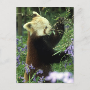 Rode panda briefkaart