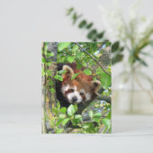 Rode panda briefkaart (Staand voorkant)