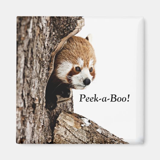 Rode panda die Peek-a-Boo speelt! Magneet (Voorkant)