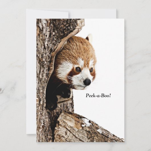 Rode panda die uit een boom pikt, Peek-a-Boo! Kaart (Voorkant)