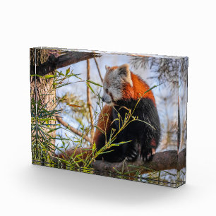 Rode panda fotoblokken