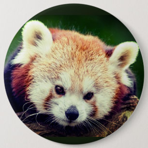 Rode panda knop ronde button 6,0 cm