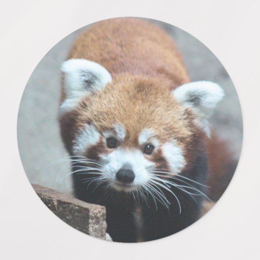 Rode panda labels (Design 2)