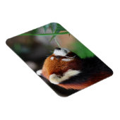 Rode panda magneet (Rechterzijde)