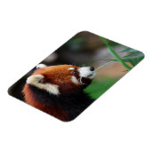 Rode panda magneet (Linkerzijde)