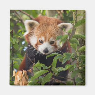 Rode panda magneet