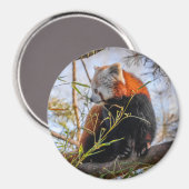 Rode panda magneet (Voorkant / Achterkant)