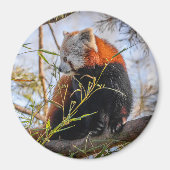 Rode panda magneet (Voorkant)