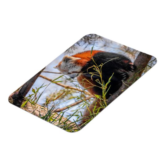 Rode panda magneet (Linkerzijde)