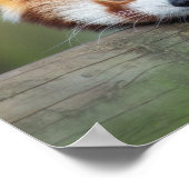 Rode panda poster (Hoek)
