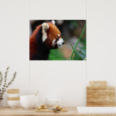 Rode panda poster (Keuken)
