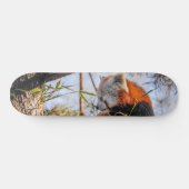 Rode panda skateboard (Horizontaal)