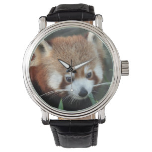 Rode panda, Taronga Zoo, Sydney, Australië Horloge