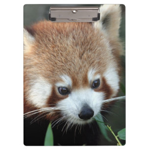 Rode panda, Taronga Zoo, Sydney, Australië Klembord