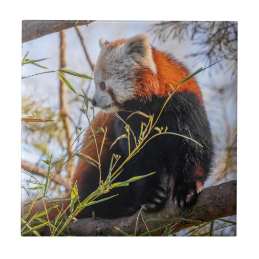 Rode panda tegeltje (Voorkant)
