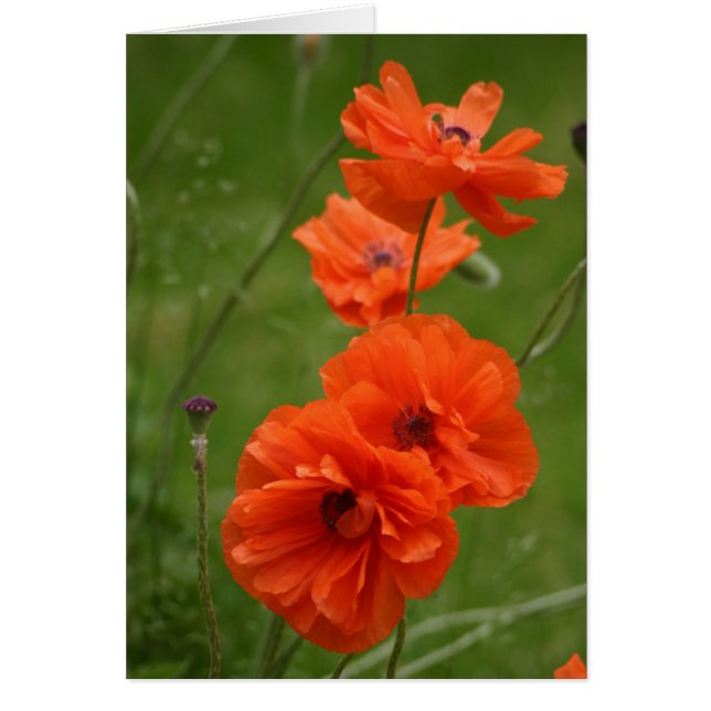 Rode papaver (Voorkant)