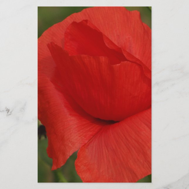 Rode papaver (Voorkant)