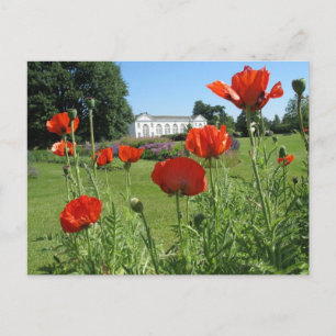 Rode papaver bij Kew-tuinen Briefkaart